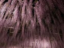 Beautiful wisteria light up Stock Footage