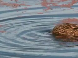 Closeup of a Diving Duck Stock Footage