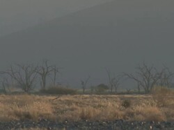 Trees in heathaze, Sossusvlei, Namib-Naukluft, Namibia Stock Footage