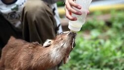 Sucking Stock Footage