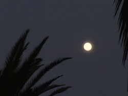 Shadow of palm tree at moonlight Stock Footage