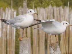 Grab the post Stock Footage