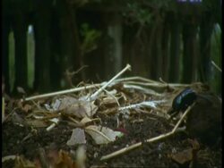 CU Dung beetles rolling dung ball, Bandhavgarh National Park, India Stock Footage