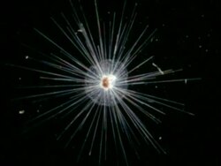 ECU Microscopic Globigerinella Plankton Animal, Bermuda Stock Footage