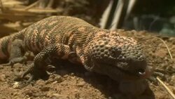 A Gila monster creeps over dry dirt and sticks. Stock Footage