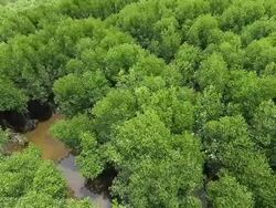 Mangrove forest Stock Footage