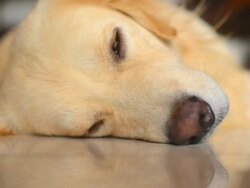 Sickness Golden Retriever Dog Stock Footage