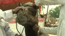 VOICED : Camel breeders count losses in Rajasthan News Clip