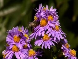 Bees flying on flowers NTSC Stock Footage