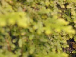 dolly : autumn fern on root of tree Stock Footage