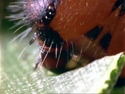 Caterpillar, BCU caterpillar with red/black face, eating leaf, shows mandibles;; Panama; Stock Footage