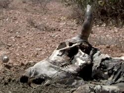 Cow carcass and bird in savannah Stock Footage