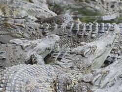 Crocodiles Stock Footage