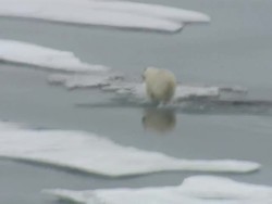 Polar Bear walking across Arctic Ice Floes News Clip