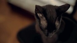 black cat close up Stock Footage