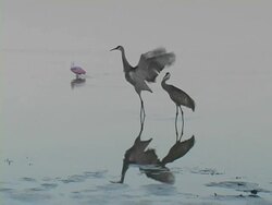 Two Cranes At Dawn Stock Footage