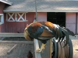 Rooster Farm V.2 Stock Footage