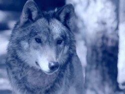Wolf in the Moonlight Stock Footage