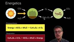 Energy Flow in Ecosystems Instructional Video