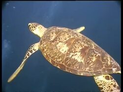 MS Green Turtle swims away from camera over reef,  high angle, Sipadan, Borneo, Malaysia Stock Footage