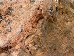 Land Snail (Iberus gualtieranus) crawling over rock, Andalusia, Southern Spain Stock Footage