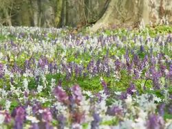 HD DOLLY: Field Of White and Violete Hyacinth Stock Footage