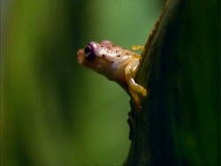 Frog (Anura) jumps from leaf, close up. Stock Footage