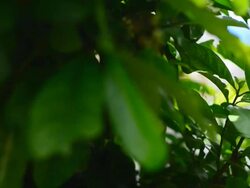 Pruning Branch Stock Footage