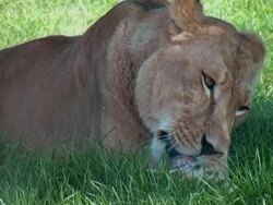 Lioness feeding Stock Footage