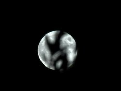 moon passes through the leaves Stock Footage