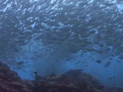 Huge Shoal of Fish Stock Footage