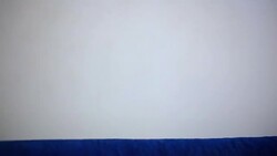 Cute little dog jumping up at camera Stock Footage