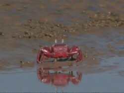 Shore crabs (Ocypode sp.) feeding on wet sandy beach, South India Stock Footage