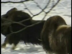 MS male Musk Oxen, Ovibos moschatus, chasing each other, Arctic Circle Stock Footage