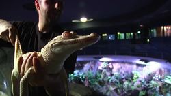 Two extremely rare residents, a pair of baby albino alligators, were put on public display for the first time at their new Paris home on Thursday. (Feb. 13) Instructional Video