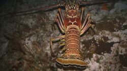 Bentos Instructional Video