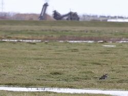 Bird Life At Elmley Marshes Stock Footage
