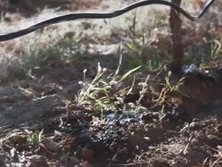WS PAN Irrigation system watering grapes in vineyard / Zillah, Washington, USA       Stock Footage