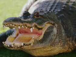 American alligator sits on grass with open mouth - teeth, eyes and scales are clearly seen in close-up. Stock Footage