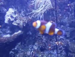 Alseund, the aquarium, Clown fish Stock Footage