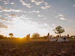 WS DS Goats In The Himba Village Stock Footage