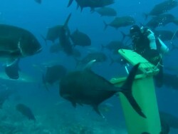 Diver opens lid, lets out blood, wheelie bin, Fiji, South Pacific  Stock Footage