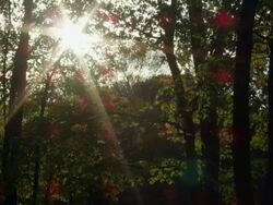 MS Shot of trees with broken sun shining through highlighting frenzied (angry) activity of mosquitoes / Sumner, Illinois, United States Stock Footage
