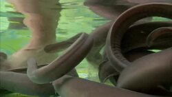 Hagfish swim underwater next to human feet. Stock Footage