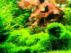 Fish in the water. Stock Footage