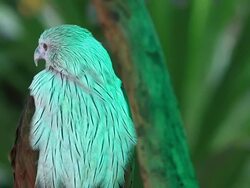 Brahminy Kite or Haliastur indus also called Red-backed Stock Footage