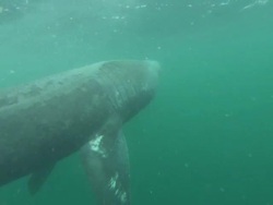 Basking shark underwater, open mouth, head under camera, Cornwall, UK  Stock Footage