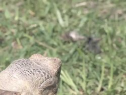 Large turtle 2 - HD 30F Stock Footage