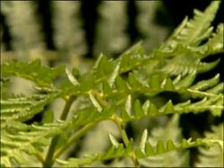 Bracken cu, Parque Natural Los Alcornocales (Cadiz y Malaga), Andalucia, Spain Stock Footage