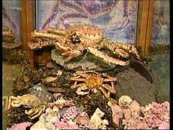 Environmental repurcussions after Kursk News Clip